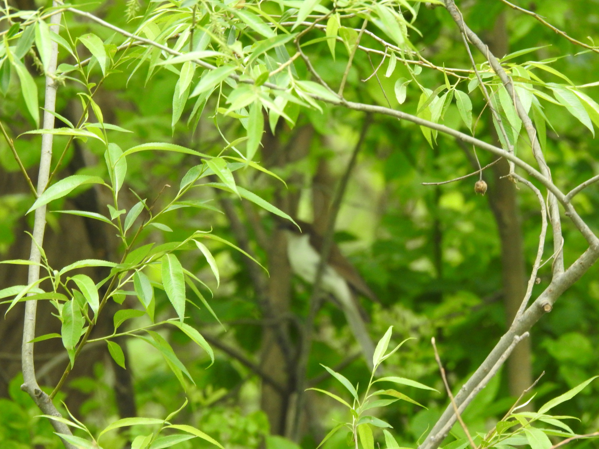Black-billed Cuckoo (Coccyzus erythropthalmus), photo 4