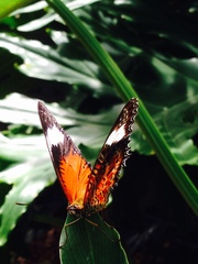 Cethosia penthesilea