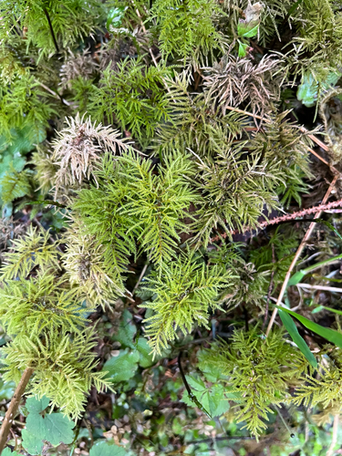 Pleuroziopsis ruthenica observed 2026-05-16