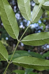 Coptosapelta diffusa, photograph (c) 許文俊, some rights reserved (CC BY-SA)