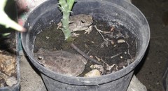 Rhinella humboldti