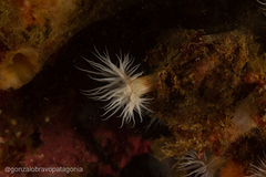 Anthothoe chilensis