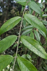 Coptosapelta diffusa, photograph (c) 許文俊, some rights reserved (CC BY-SA)