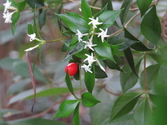 Alyxia oblongata