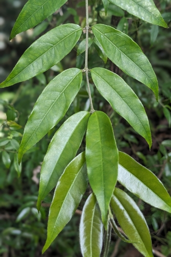 Coptosapelta diffusa, photograph 5