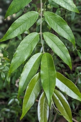 Coptosapelta diffusa, photograph (c) 許文俊, some rights reserved (CC BY-SA)