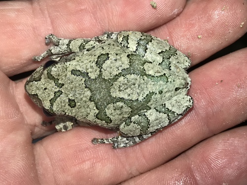 Cope's Gray Tree Frog photographed in Texas