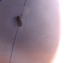 Bostrichoidea
