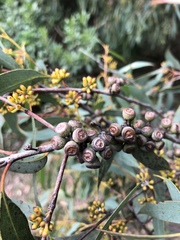 Eucalyptus radiata