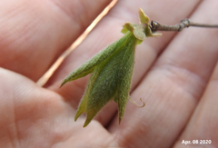 Lonicera praeflorens