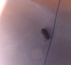 Bostrichoidea