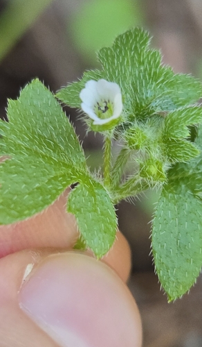 Nemophila parviflora, photograph 5