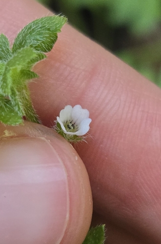 Nemophila parviflora, photograph 6