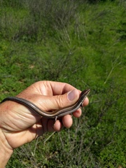 Plestiodon skiltonianus interparietalis