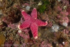 Poraniopsis echinaster