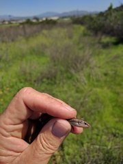 Plestiodon skiltonianus interparietalis