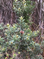 Oxylobium ellipticum