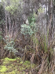 Oxylobium ellipticum