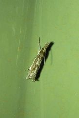 Anaclastis apicistrigellus