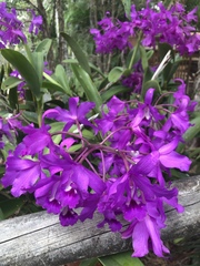 Guarianthe
