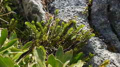 Veronica canterburiensis