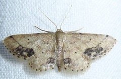 Idaea chotaria