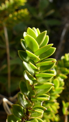 Veronica canterburiensis