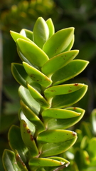 Veronica canterburiensis