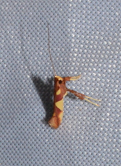 Caloptilia xanthopharella