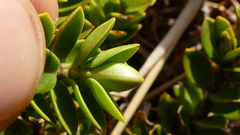 Veronica canterburiensis