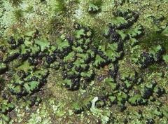 Cladia schizopora