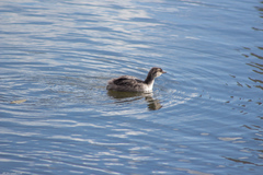 Podiceps auritus
