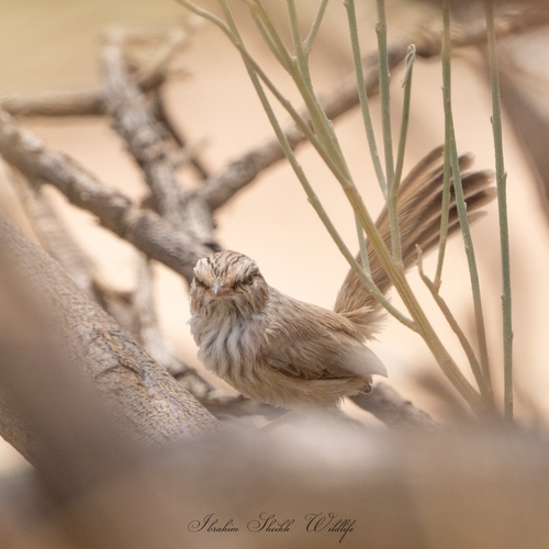 Scrub Warbler