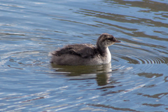 Podiceps auritus