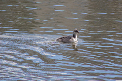 Podiceps auritus