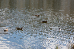 Podiceps auritus