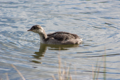 Podiceps auritus
