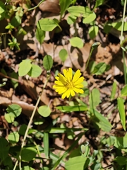 (c) WATANABE Hitoshi 渡辺仁, some rights reserved (CC BY) Ixeris stolonifera, photograph (c) WATANABE Hitoshi 渡辺仁, some rights reserved (CC BY)