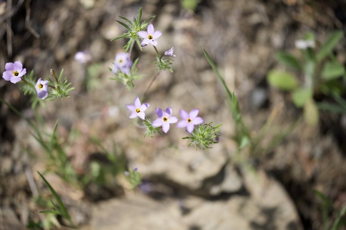 Leptosiphon androsaceus, photograph 4