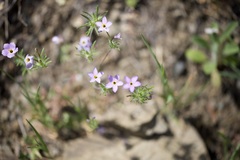 Leptosiphon androsaceus, photograph (c) lazarus, some rights reserved (CC BY)