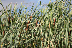 Typha latifolia