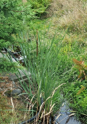 Typha orientalis iNat (2)