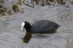 Fulica atra