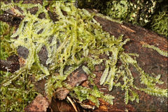 Lophocolea semiteres