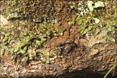 Frullania clavata