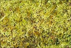 Lepidozia laevifolia