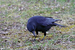 Corvus corone