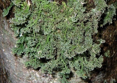 Bunodophoron australe