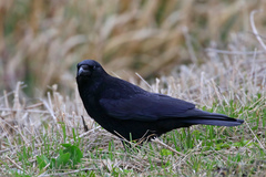 Corvus corone