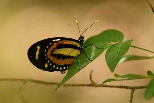 Lycorea halia discreta